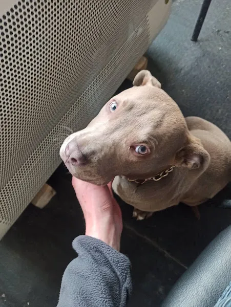 KARS, UĞUR PET VETERİNER KLİNİĞİ foto 2