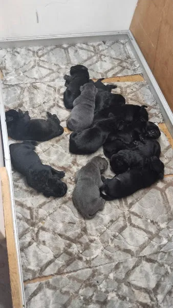 Lider Pet Shop foto 2