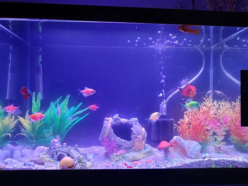 Amazon Petshop Çerkezköy foto 2