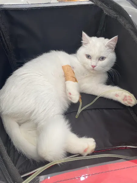 Simus Veteriner Kliniği 😸❤️🐶 | Çankırı foto 2