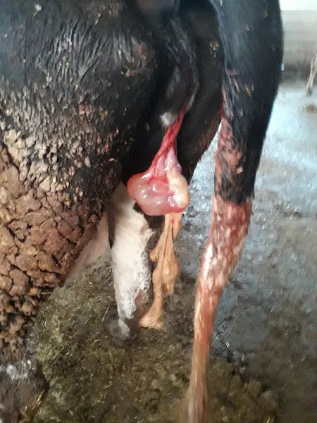 AKAN VETERİNER KLİNİĞİ foto 2