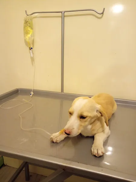 Duru veteriner kliniği foto 2