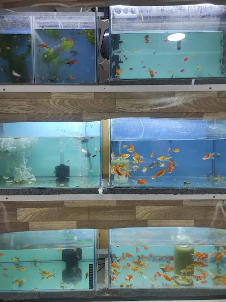 Gülçimen petshop foto 2