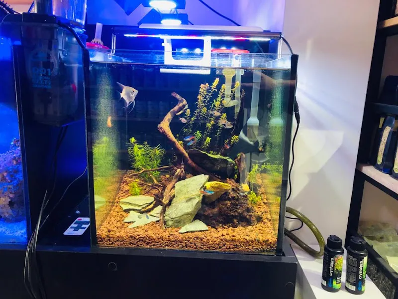 Çarşı Petshop foto 2