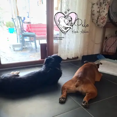Pelo Köpek Ablası , Gündüz Bakım, Gece Konaklama Hizmeti, Köpek Bakımı, Köpek Hoteli, Köpek Pansiyonu