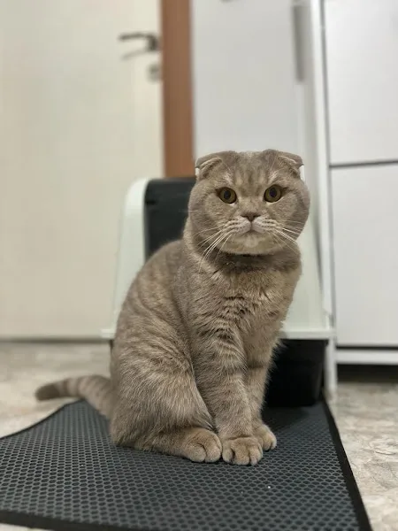 Hasköy Veteriner Kliniği foto 2