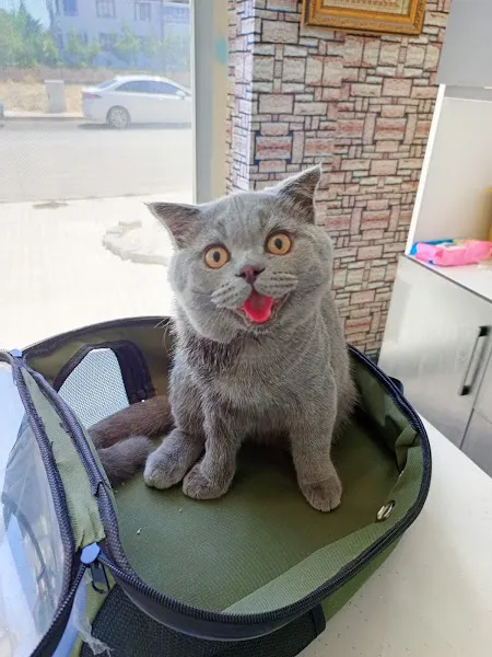 Pet424 - Elazığ Veteriner Kliniği foto 2