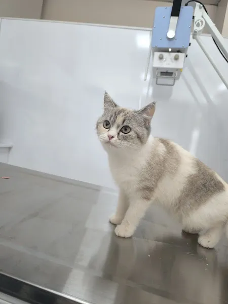 Altınşehir Pet Veteriner Kliniği foto 2