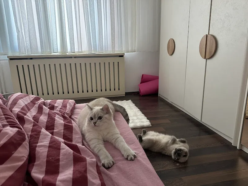 Empati Afyon Veteriner Kliniği 7/24 foto 2