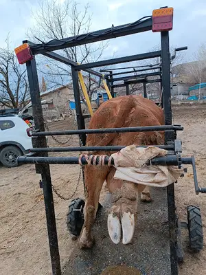 Şifa veteriner kliniği (Vet.Hek. Savaş EKİNCİ )