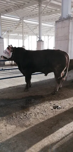 Boğazlıyan Hayvan Pazarı foto 2