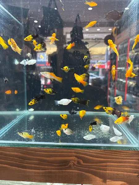 Beta Akvaryum Pet Shop foto 2