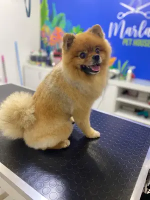 Marla Pet House