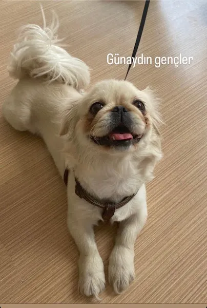 DEHA VETERİNER KLİNİĞİ foto 2