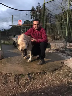 KUMLUCA KÖPEK BARINAĞI fotoğrafı