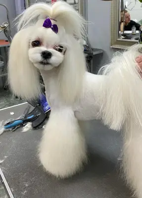Grooming Center Beykoz