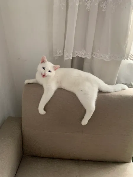 Efekan Petshop foto 2