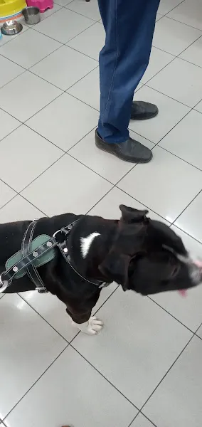 Sesvet Veteriner Kliniği foto 2