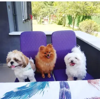 Papillon Pet House | Kedi ve Köpek Oteli