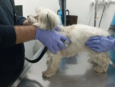 Yenişehir VetUzman Veteriner Kliniği fotoğrafı