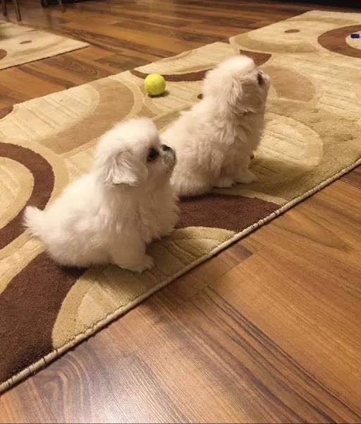 Pet Station - Köpek Üretim Çiftliği ve Satış Merkezi - Ankara foto 1