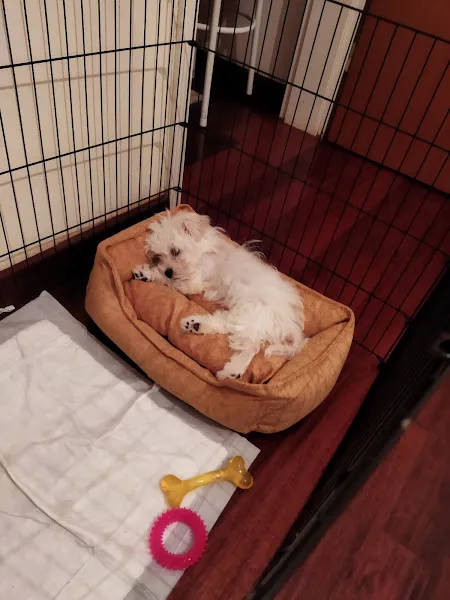 Pet Station - Köpek Üretim Çiftliği ve Satış Merkezi - Ankara foto 2