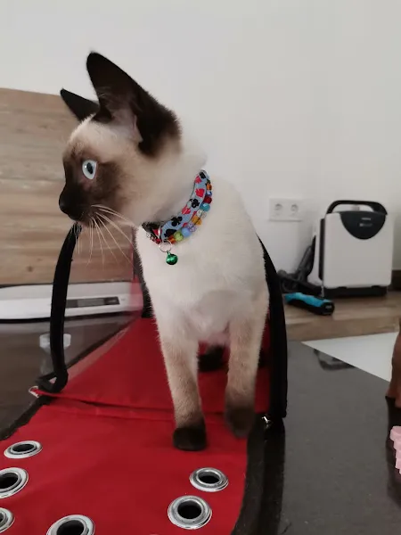 Megi Veteriner Kliniği foto 2
