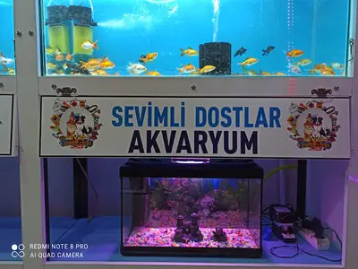 Şarkışla | Sevimli Dostlar Petshop | Akvaryum & Kuş Dünyası fotoğrafı
