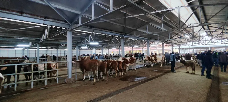 Kelkit Hayvan Pazarı foto 1