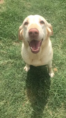 KRAL KÖPEK OTELİ fotoğrafı