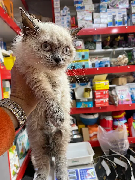 CAN DOSTUM PETSHOP foto 1