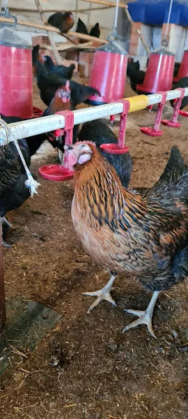 Hekimoğlu Veteriner Kliniği foto 2