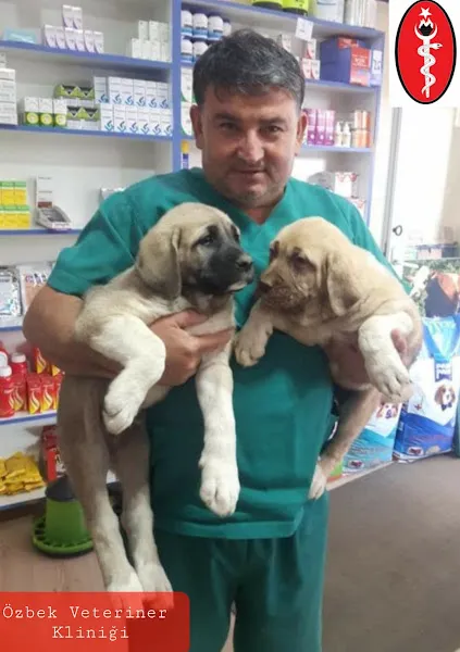 Özbek Veteriner Kliniği foto 1