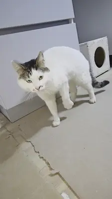 Sapanca Hayvan Barınağı