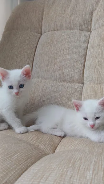Eryaman Veteriner Kliniği foto 2
