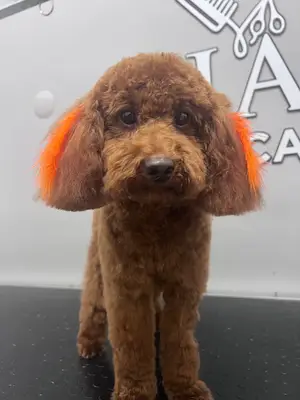 Hasvet Pet Care