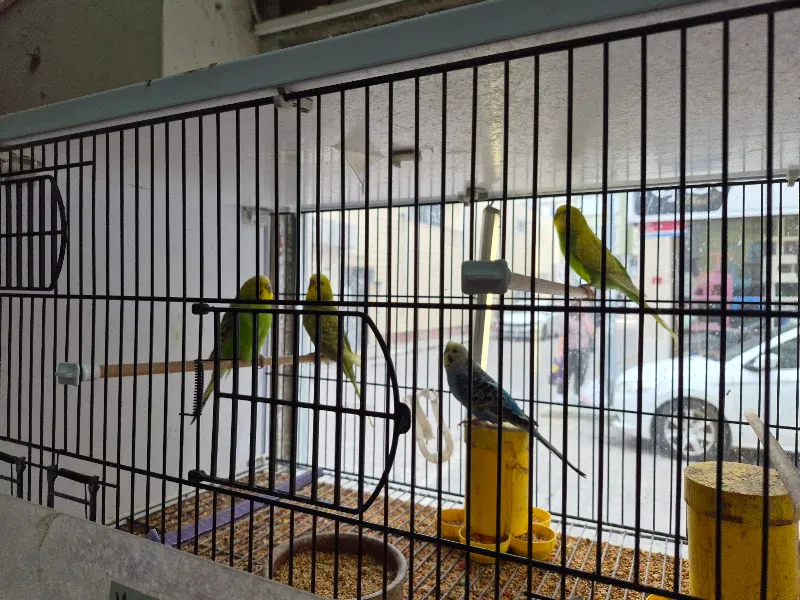 pati petshop foto 2