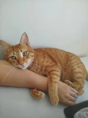 Soğuksu veteriner kliniği