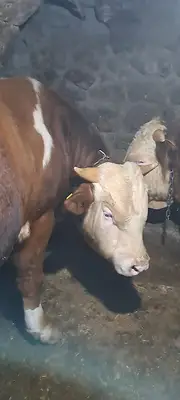 Güven Büyükbaş Hayvancılık fotoğrafı