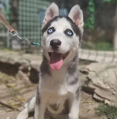 Köpek Eğitim Merkezi Fiyatları Pet Eğitimi fotoğrafı