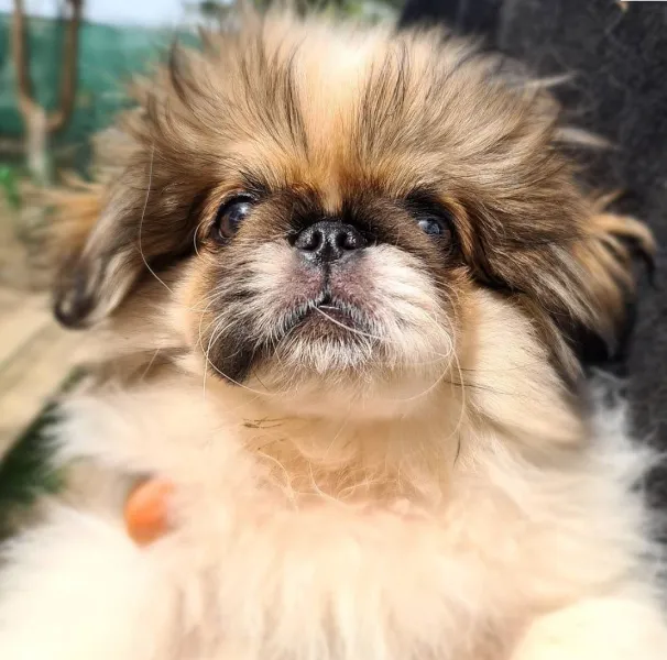 Köpek Eğitim Merkezi Fiyatları Pet Eğitimi foto 2