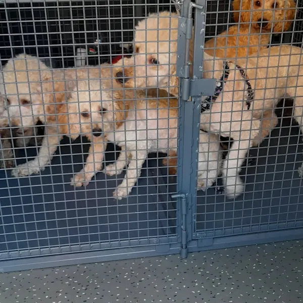Patişgo Pet Taksi foto 1