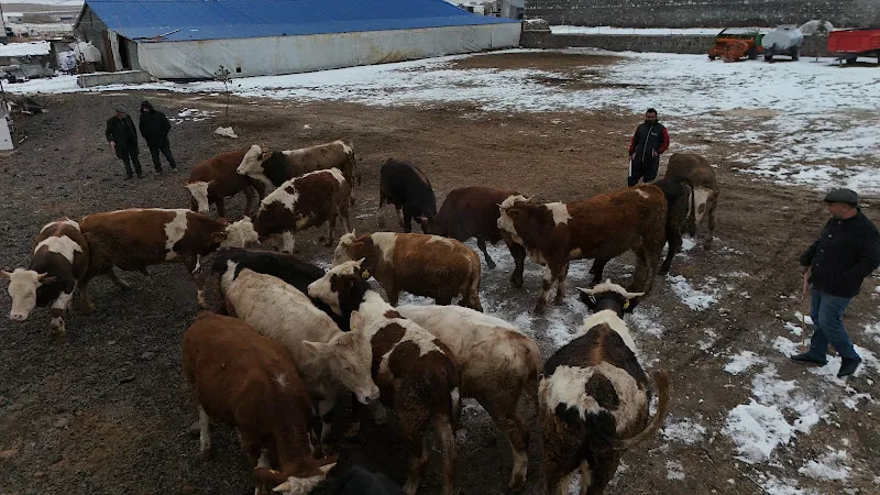 Kars Özcan Hayvancılık foto 2