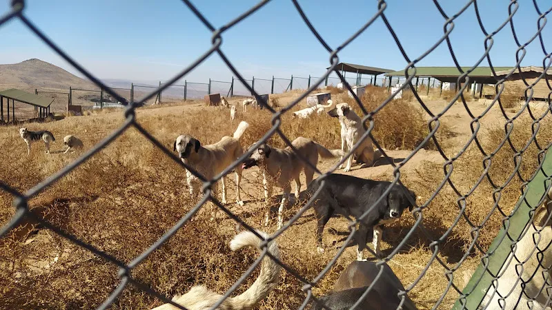 Hayvan Hastanesi foto 1