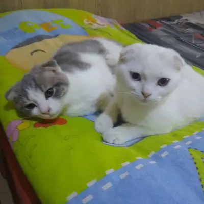 Pet otel yeşim Şengül