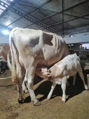 Saygı Veteriner Kliniği