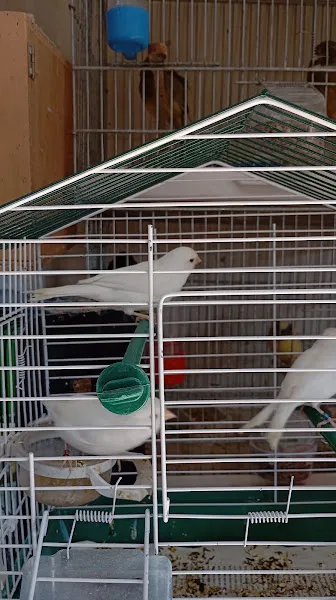 Cumali Petshop foto 1