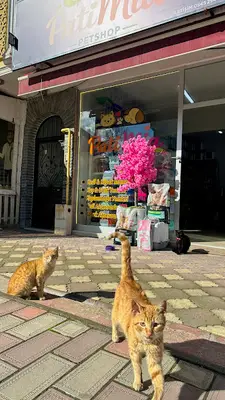 PatiMia Petshop