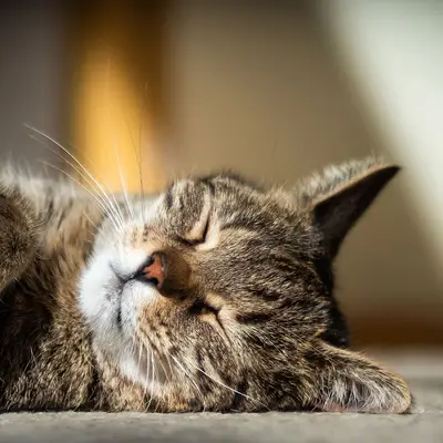 Minik Kedi Oteli