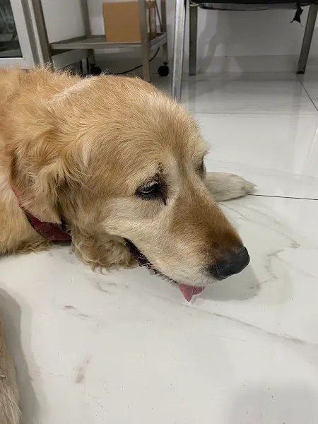 Zeytinburnu Veteriner Kliniği foto 2